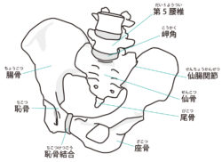 ぎっくり腰と椎間板ヘルニアの関係 腰痛専門 武蔵小杉 新丸子の整体 神奈川カイロプラクティック整体院