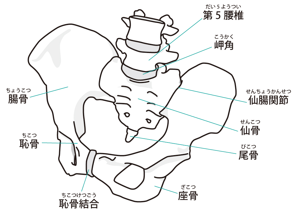 骨盤とダイエット 体型の関係 腰痛専門 武蔵小杉 新丸子の整体 神奈川カイロプラクティック整体院